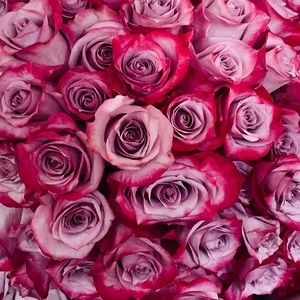 Meet your Posher, Evelin